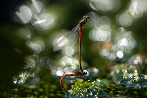 Damselflies and bokeh