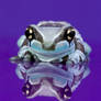 Frogs on purple perspex 1