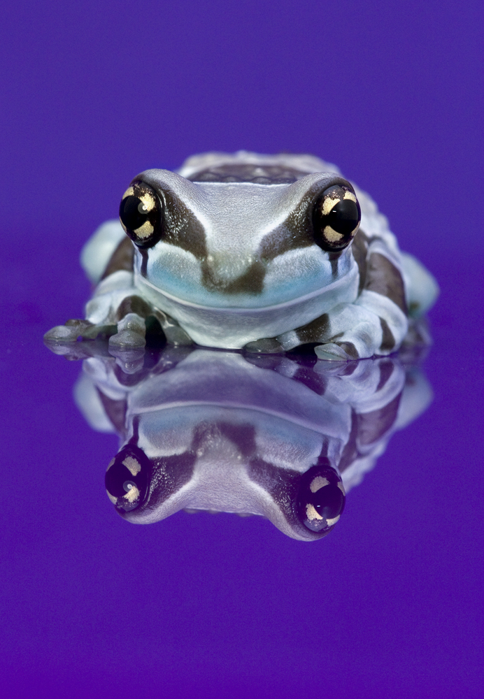 Frogs on purple perspex 1