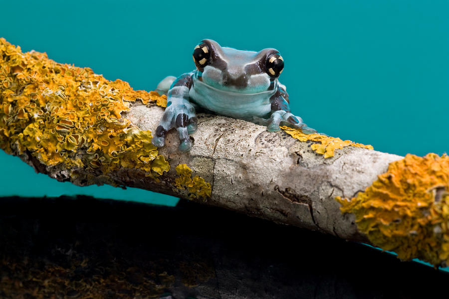 Frog on turquoise perspex