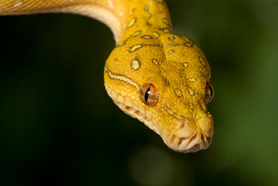 Young green tree python