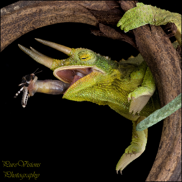 Jacksons cham eating