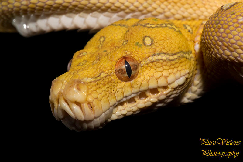 Young green tree python head by AngiWallace on DeviantArt