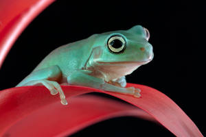 Young Whites tree frog