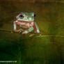 Textured frog art