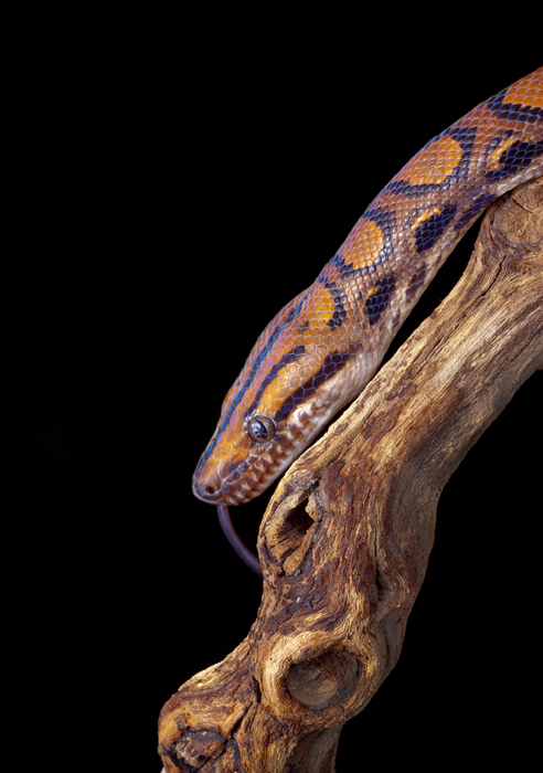 Brazilian rainbow boa 1