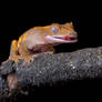The hungry crested gecko
