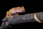 The hungry crested gecko by AngiWallace