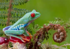 The frog and toadstool