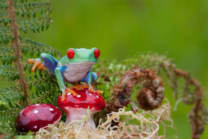 The Frog and toadstools 2