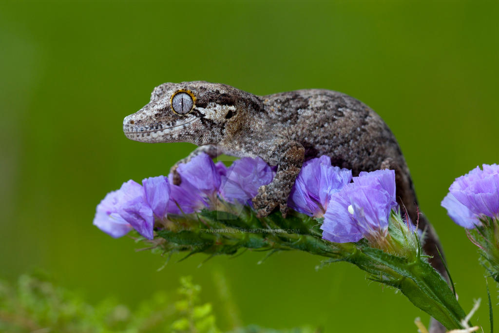 The Gargoyle gecko