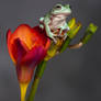 Frog on a Freesia 2