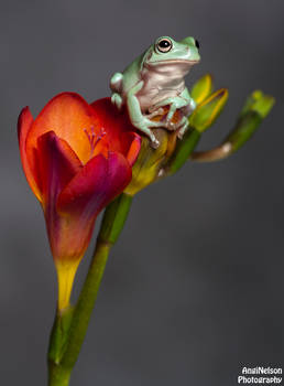 Frog on a Freesia 2