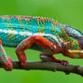 Chameleons beauty