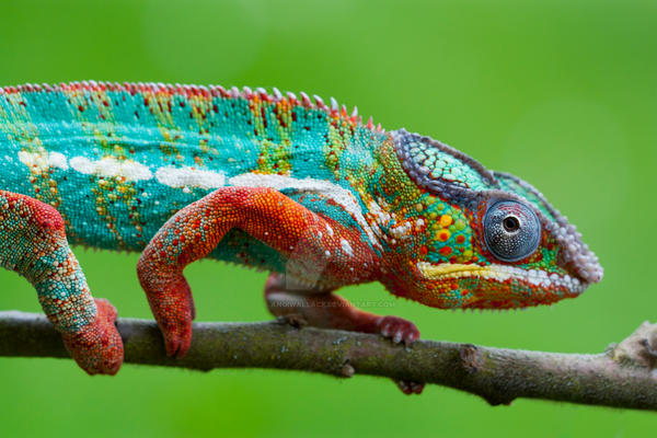 Chameleons beauty