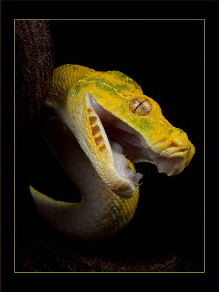 Morelia viridis