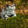 Milk frog on moss