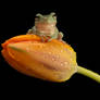 Whites tree frog on tulip