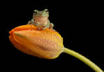 Whites tree frog on tulip by AngiWallace