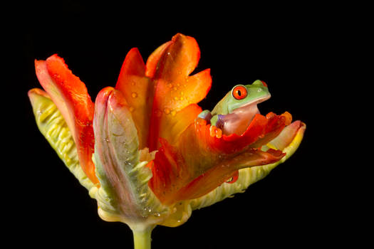 Agalychnis callidryas baby