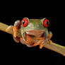 red eyed tree frog