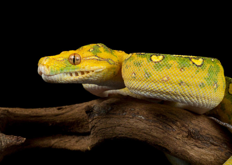 Green tree python by AngiWallace on DeviantArt