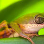 Tiger legged monkey frog