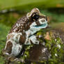 Amazon milk frog