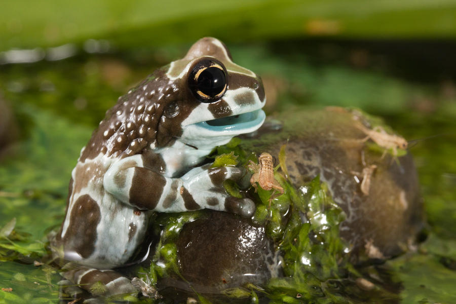Amazon milk frog