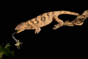 Chameleons lunch 1