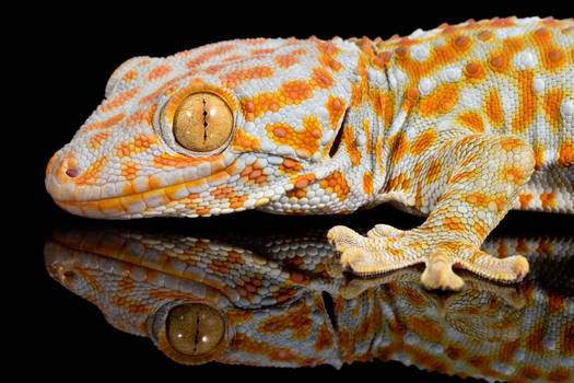 Reflections of a Tokay gecko