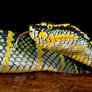 Waglers pit viper