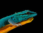 Electric blue gecko by AngiWallace