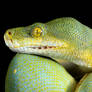 Green tree python