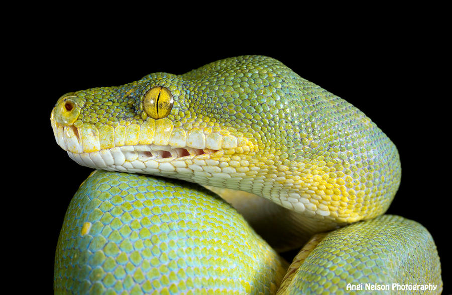 Green tree python by AngiWallace on DeviantArt