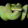 Beauty in a snake