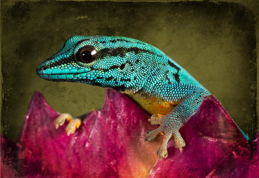 Texture Gecko Face Gecko with textures by AngiWallace on DeviantArt