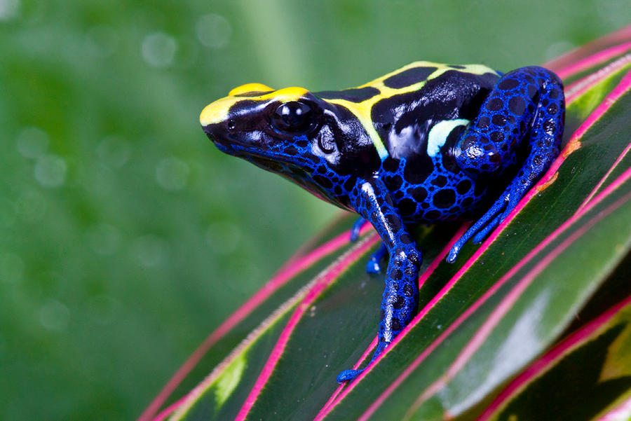 Dartfrog