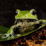 Norhayati's Gliding Frog on a leaf