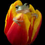 Whites tree frog on tulip