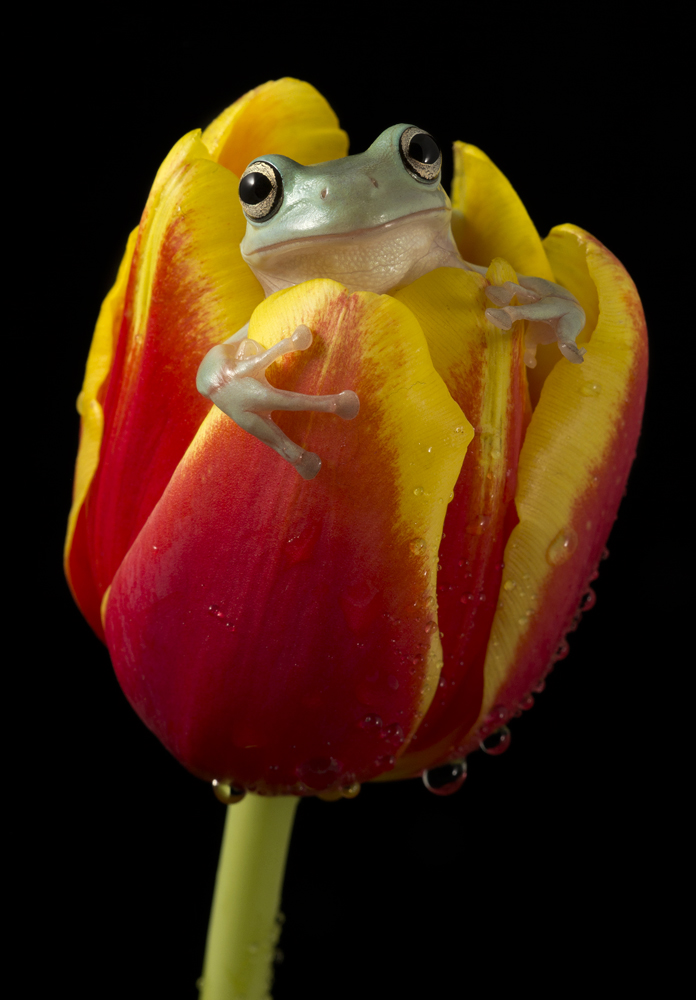 Whites tree frog on tulip