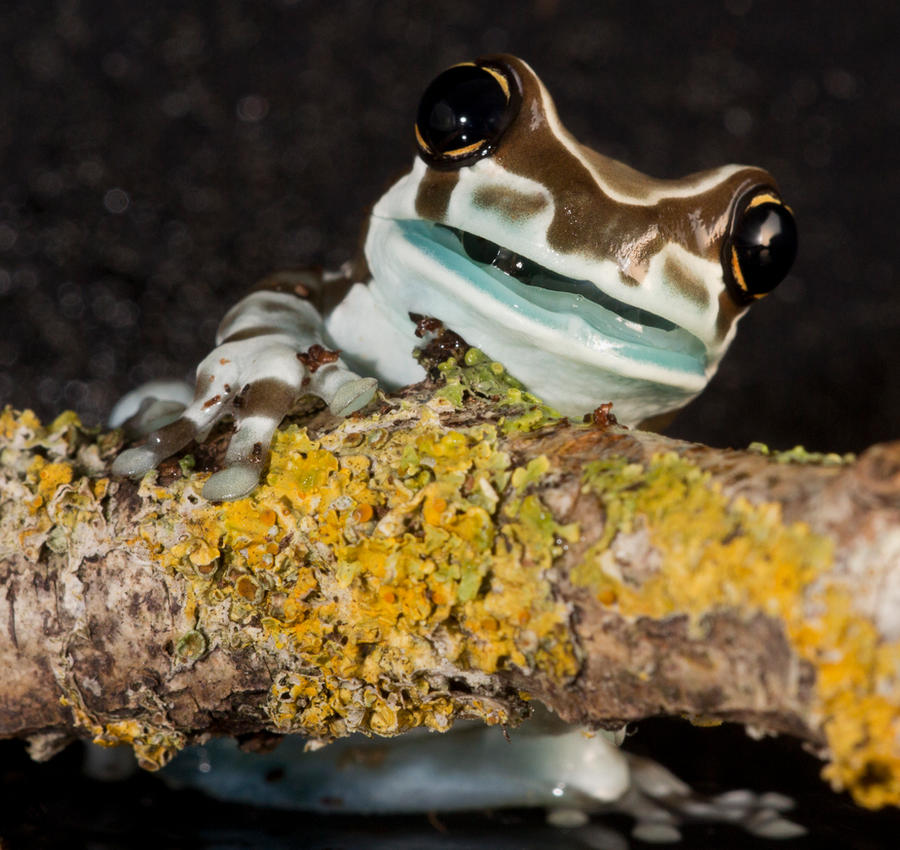 Happy milk frog