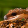 Cat gecko macro