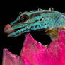 Thirsty blue gecko