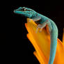 Blue gecko portrait