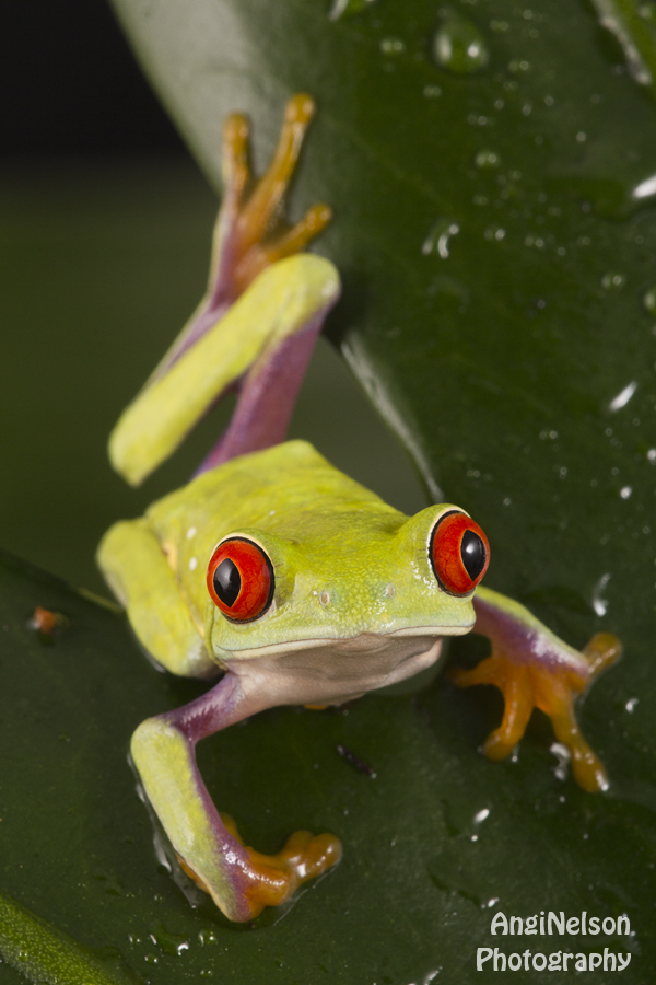 Climbing amongst the leaves