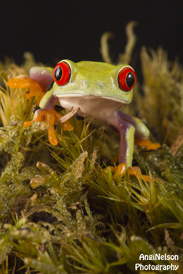 Frog on moss