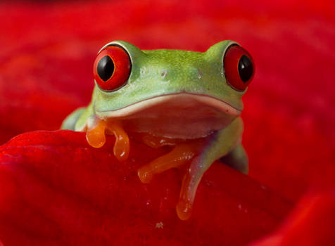 Cute red eyed tree frog