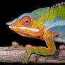 Beautiful colourful chameleon