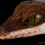 Cat gecko macro headshot